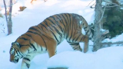 Cute animals- dog, rabbit, cat, duck, monkey