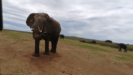 Animal sound synthesis- cow, dog, cat, chicken, duck, monkey, elephant