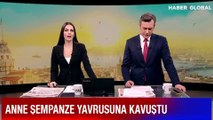 Anne şempanze yavrusuna kavuştu, herkes duygulandı