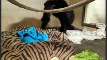 Anne şempanzenin doğumdan sonra ayrı kaldığı yavrusuna kavuşma anı böyle görüntülendi
