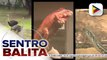 Manila Zoo, muling binuksan sa publiko ngayong araw; mga bata, labis ang tuwa sa mga bagong atraksyon at hayop sa zoo