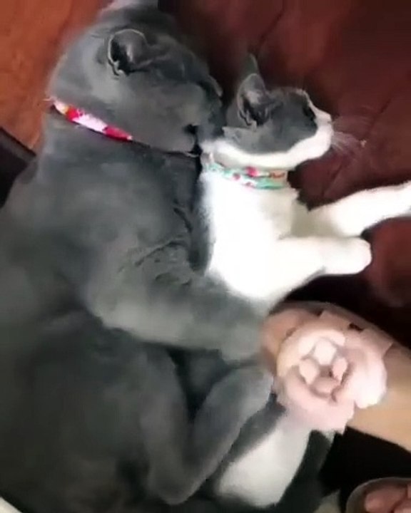 cute animal