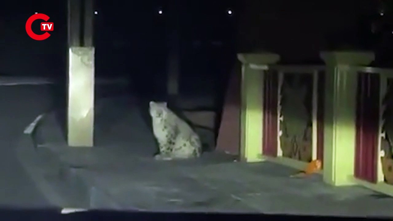 Çin’in Qinghai Eyaletinde Sokakta Kar Leoparı Görüntülendi