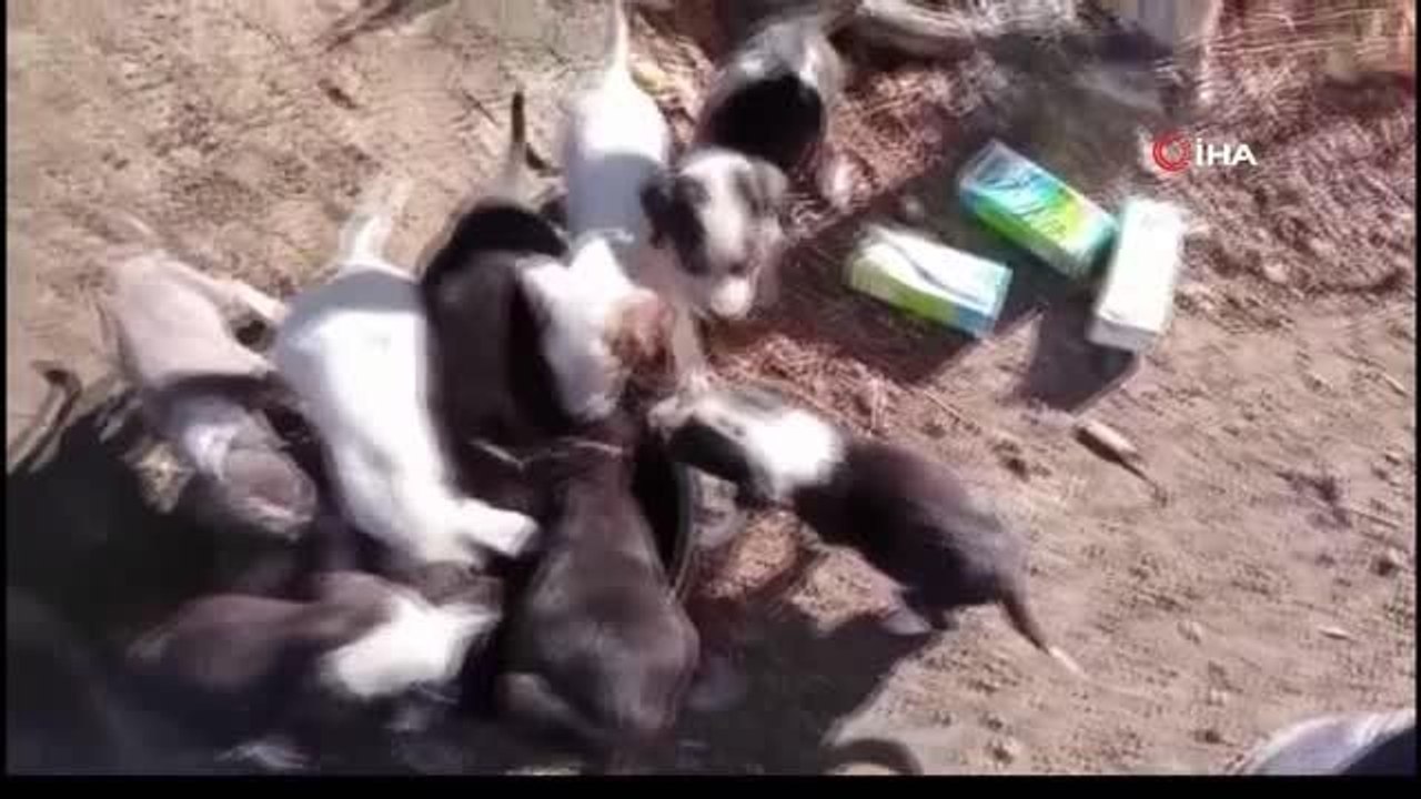 Her sabah sokak sokak gezip sokak hayvanları için yem bırakıyor