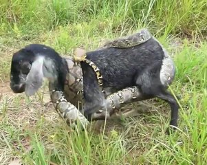 Gaint snake attack goat in field