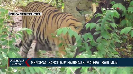 Melihat Sanctuary Harimau Sumatera Barumun di Kabupaten Padang Lawas Utara