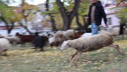 Çoban koyununu perişan halde gördü, yaptığı hareket herkesin alkışını aldı