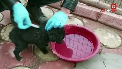 Evini sokak hayvanlarına açtı