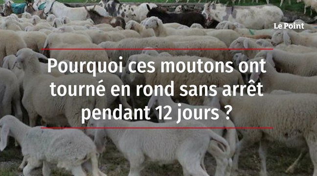 Pourquoi ces moutons ont tourné en rond sans arrêt pendant 12 jours ?