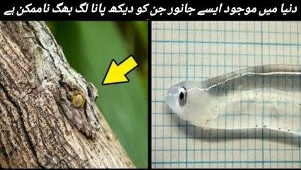 most invisible animals in the world || وہ جانور جن کو دیکھ پانا لگ بھگ ناممکن ہے || Mr Usman Hashmi