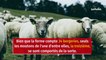 Pourquoi ces moutons ont tourné en rond sans arrêt pendant 12 jours ?