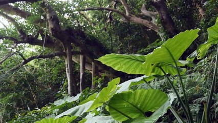 Oriental Instrumental for Relaxing and Healing your Soul with Beautiful Forrest view