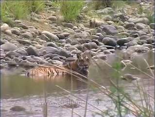 Tigress cooling off in stream