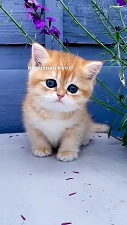 kucing lucu