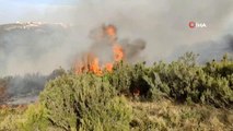 Sultangazi'de ağaçlık alanda yangın