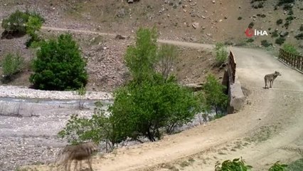 Bingöl'de yaban hayatı fotokapanlara yansıdı