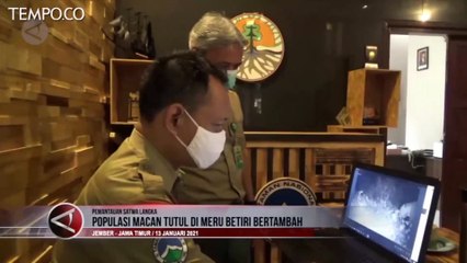 Populasi Macan Tutul Meningkat di Taman Nasional Meru Betiri