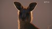 Kangaroo Valley - Trailer (English) HD