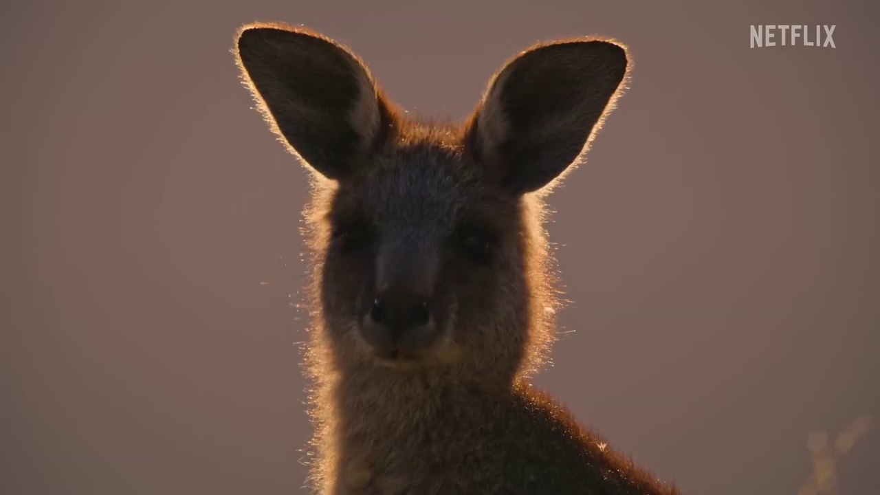 Kangaroo Valley - Trailer (English) HD