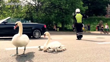 Si Angsa Ikut Mengatur Lalu Lintas