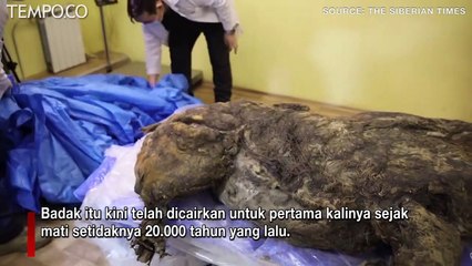 Badak yang Mati 20 Ribu Tahun Lalu, Terawetkan secara Unik, Kini Dicairkan