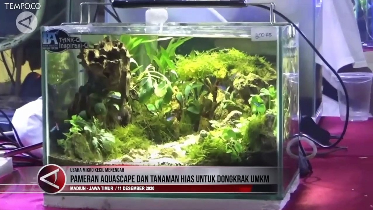 Bisnis Menjanjikan dari Hobi Aquascape Selama Pandemi