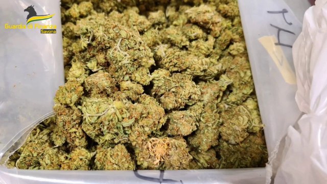 Savona, fermato corriere che trasportava 82 chili di droga