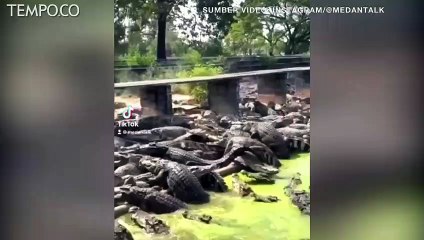 Berjalan di Jembatan di Atas Puluhan Buaya, Komentar Netizen Aku yang Jantungan