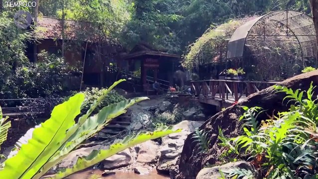 Dampak Pariwisata Terhenti, Gajah Thailand Terancam Kelaparan