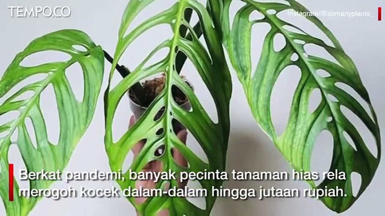 Mengenal Janda Bolong, Tanaman Hias yang Tengah Naik Daun