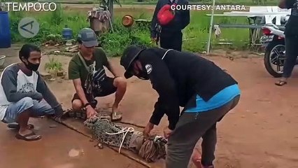 Datangi Permukiman Warga, Buaya Muara di Pangkalpinang Dipasung