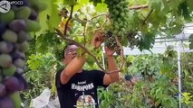 Petani Gunungkidul Sukses Budidaya Anggur Impor