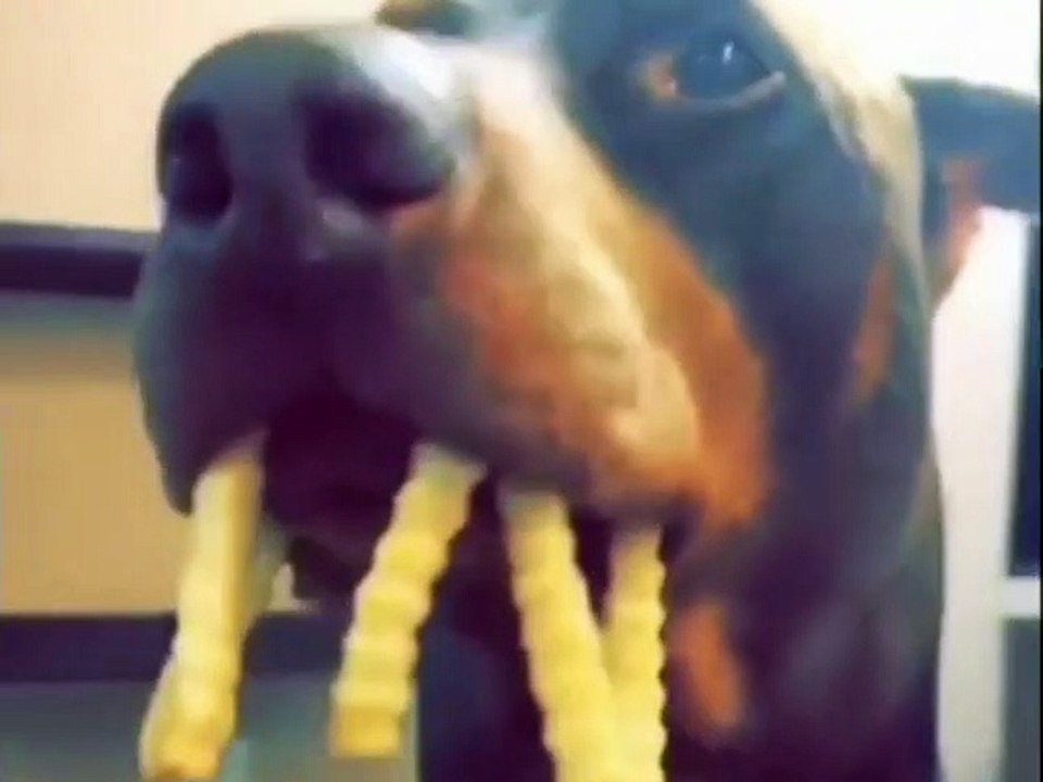 amazing These animals will make you crazy funny funny cats funny dogs