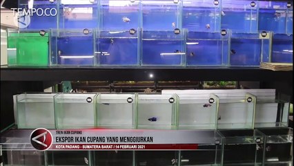 Ekspor Ikan Cupang yang Menggiurkan