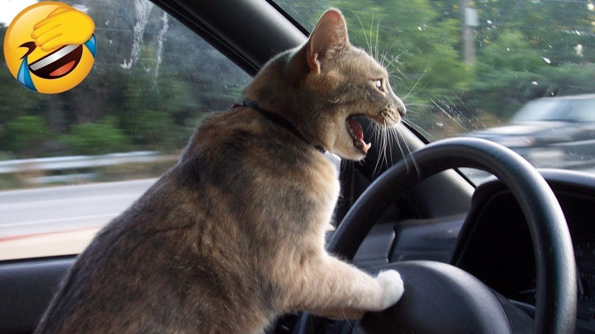 Cute animals Videos Compilation cute moment of the animals | HaHa Animals