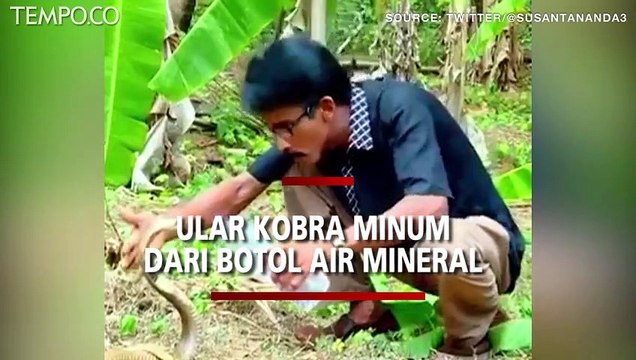Video Viral, Ular Kobra Minum Air dari Botol, Netizen Ingatkan Jangan Ditiru jika Tak Ahli