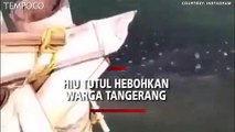 Video Viral, Ini Penampakan Hiu Tutul yang Ditemukan Pemancing di Tangerang