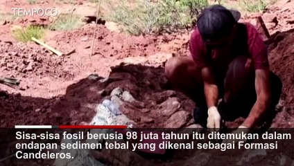 Download Video: Ini Fosil Dinosaurus Terbesar di Dunia, Berumur 98 Juta Tahun, Ditemukan di Argentina