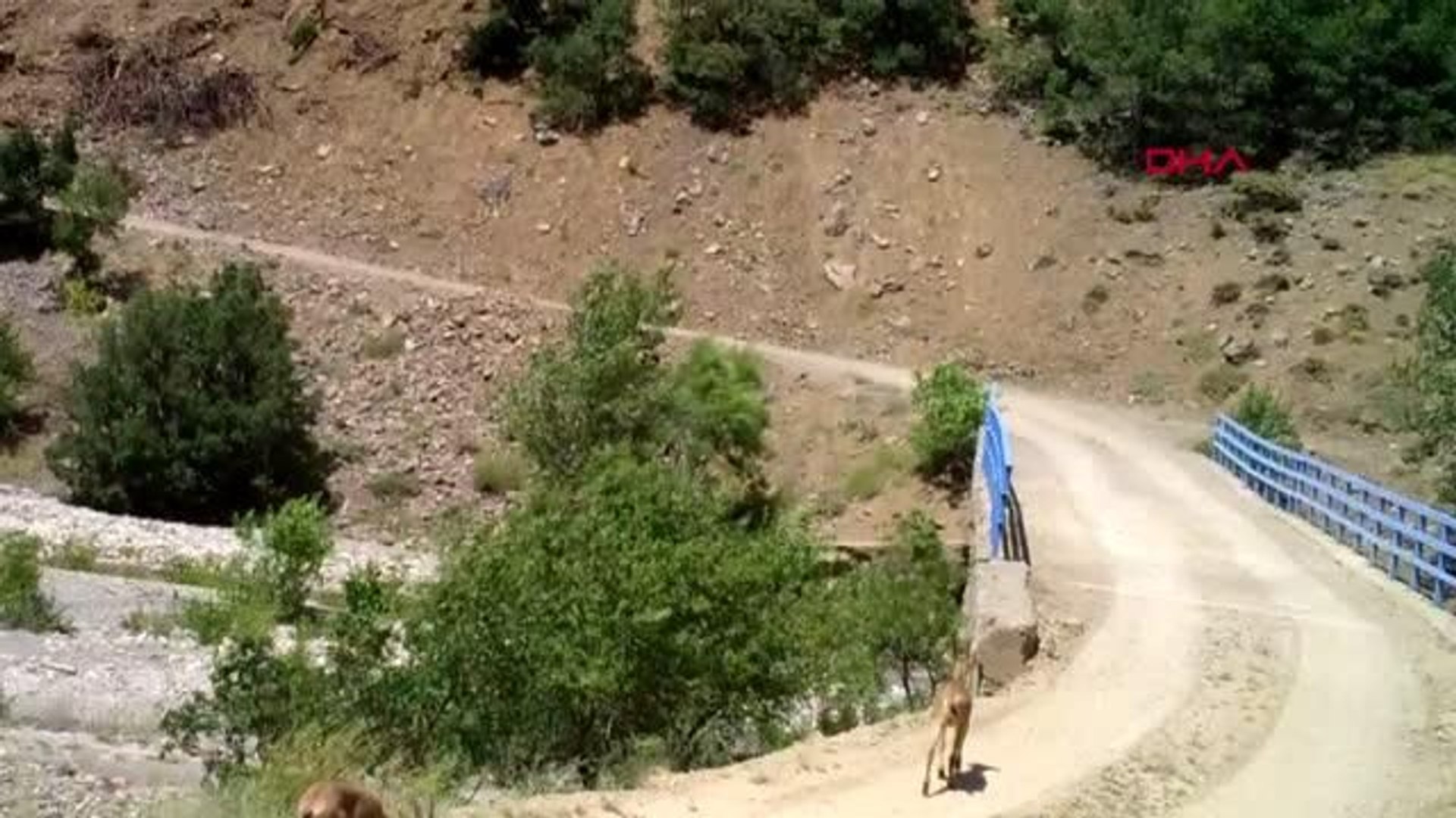 BİNGÖL'DE YABAN HAYVANLARI FOTOKAPANDA