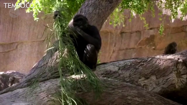 Gorila di Kebun Binatang San Diego Dinyatakan Positif Covid-19