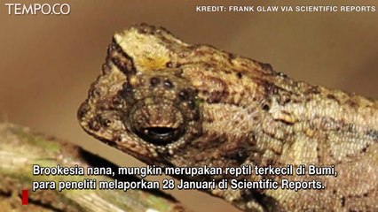Penampakan Bunglon Terkecil di Dunia, Brookesia nana, Ditemukan di Madagaskar Utara
