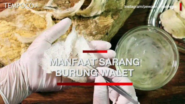 Manfaat Sarang Burung Walet yang Bikin Harganya Selangit