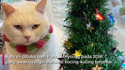 Lucunya Saat 130 Kucing di Kafe Catgarden Korsel Pakai Baju Sinterklas