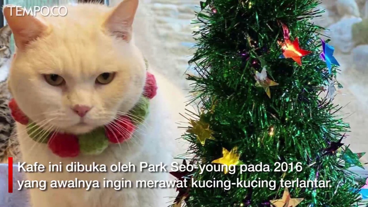 Lucunya Saat 130 Kucing di Kafe Catgarden Korsel Pakai Baju Sinterklas