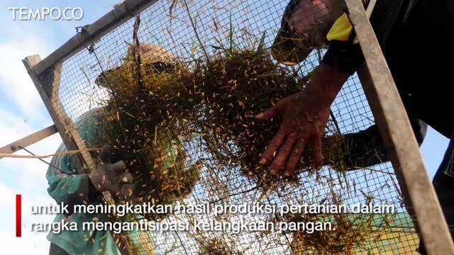 Panen Akan Tiba, Asosiasi Petani Minta Kebijakan Impor Beras Dikaji Ulang