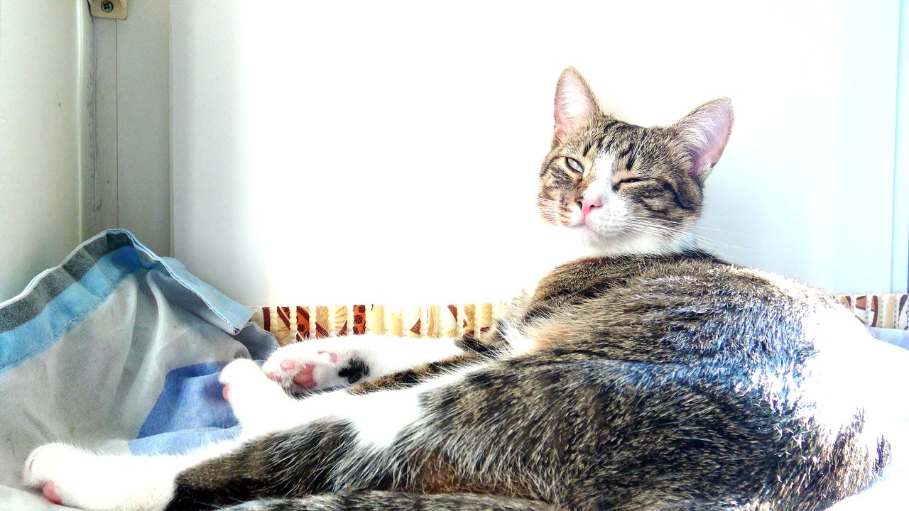 Cat Meets Mice