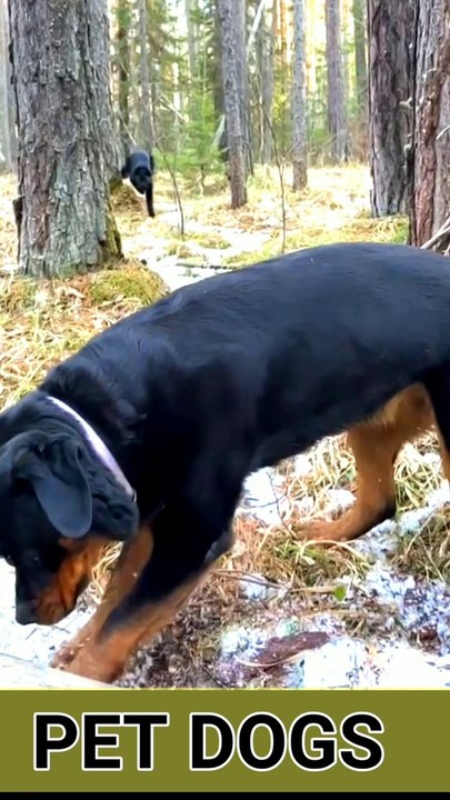 Danger Zone  #shorts #husky #dogs #pets #huskies #cat  #huskylovers Cats and Dogs Cute and Funny Videos  | WAO Cute Animals #short #viralshort #short #viral  #trending