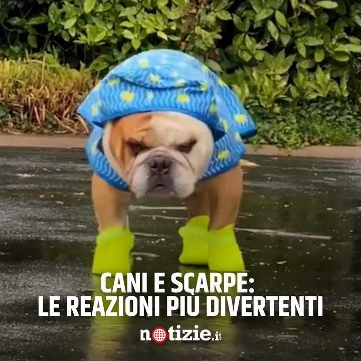 Cani con le scarpe: i video delle reazioni più divertenti