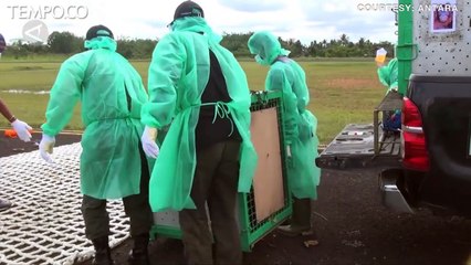 10 Orangutan asal Kalimantan Kembali ke Habitatnya Menggunakan Helikopter