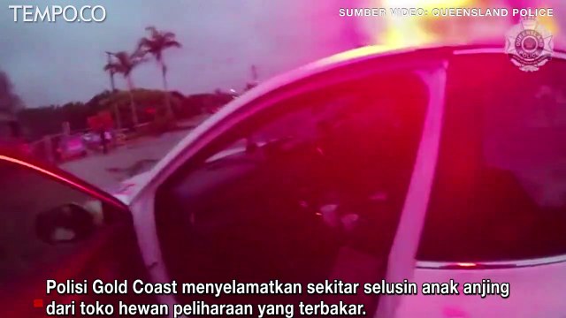 Momen Dramatis Polisi Selamatkan 12 Anak Anjing dari Petshop Terbakar